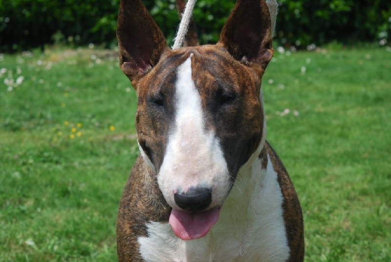 De La Féerie D' Bull Jamaïcain gold at chuckson's