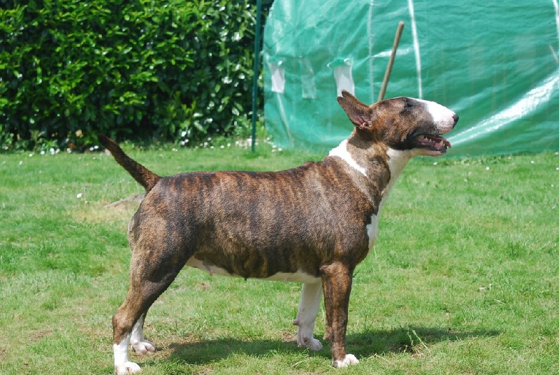 De La Féerie D' Bull Jamaïcain gold at chuckson's