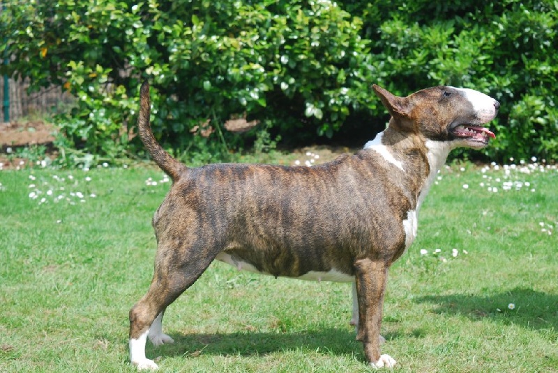 De La Féerie D' Bull Jamaïcain gold at chuckson's