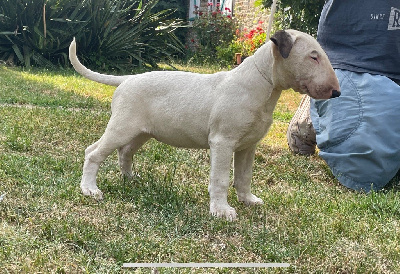 chuckson's - Bull Terrier - Portée née le 08/04/2023
