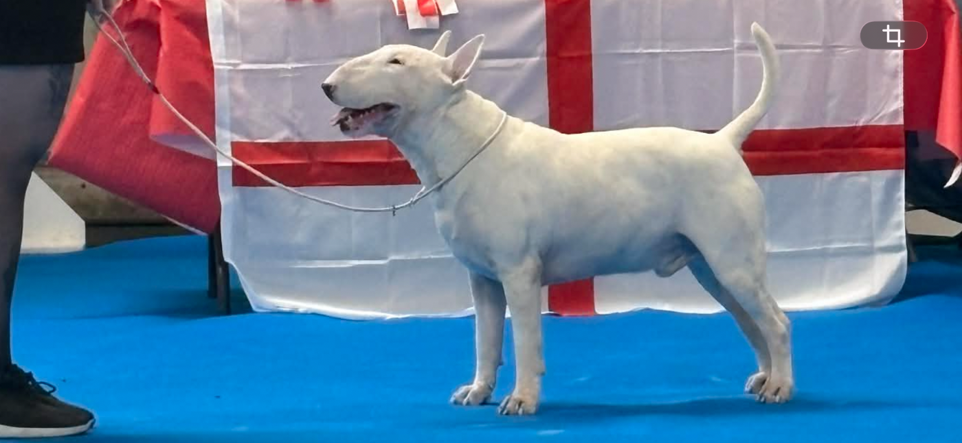 CH. chuckson's Ultra White