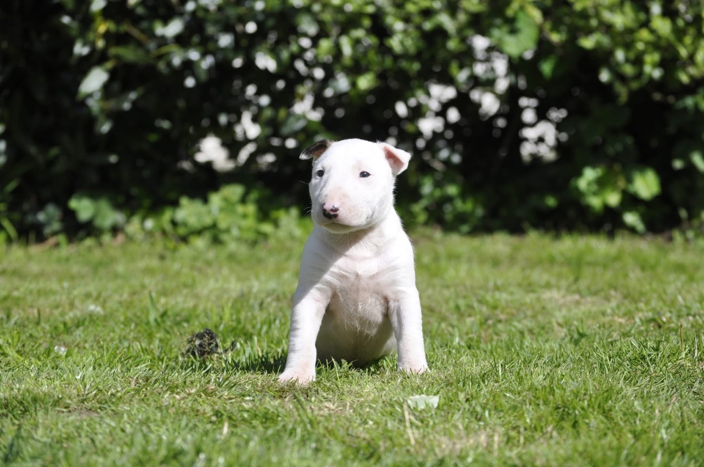 chuckson's - Chiots disponibles - Bull Terrier