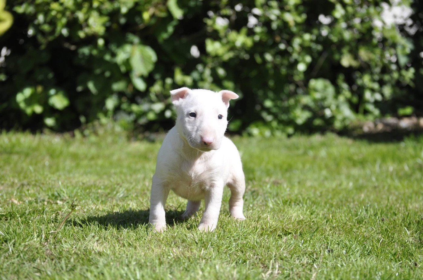 chuckson's - Chiots disponibles - Bull Terrier