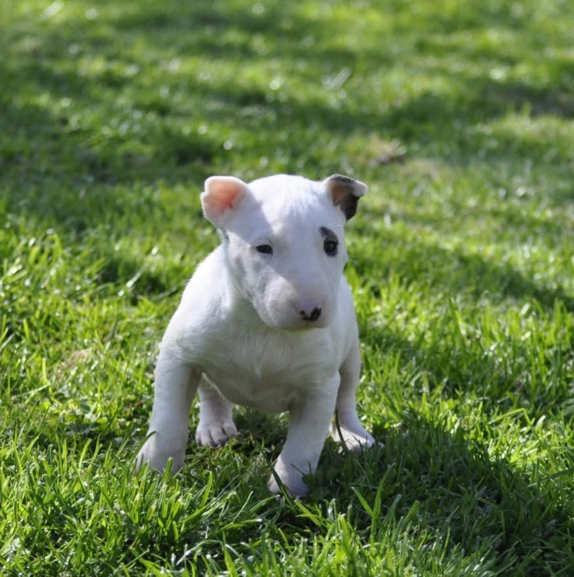 chuckson's - Chiots disponibles - Bull Terrier