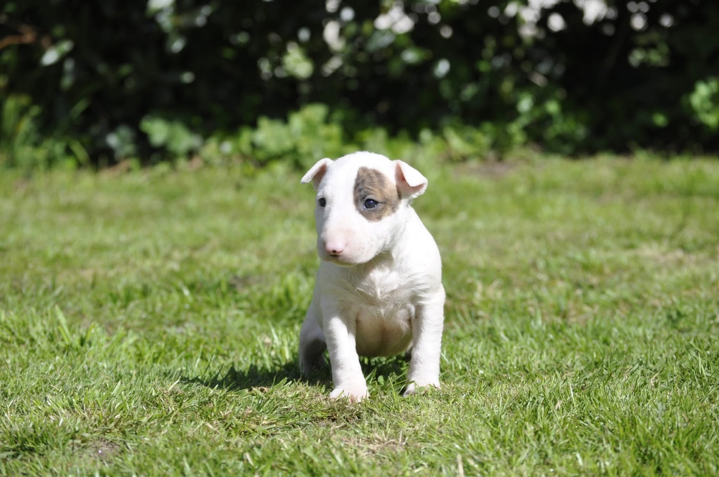 chuckson's - Chiots disponibles - Bull Terrier