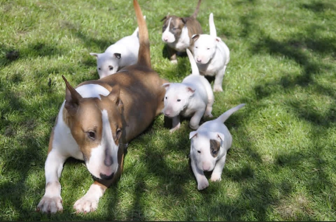 Chiot Bull Terrier chuckson's