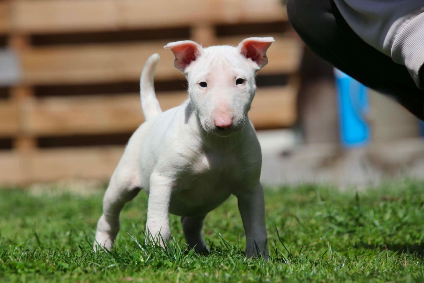 chuckson's - Chiots disponibles - Bull Terrier