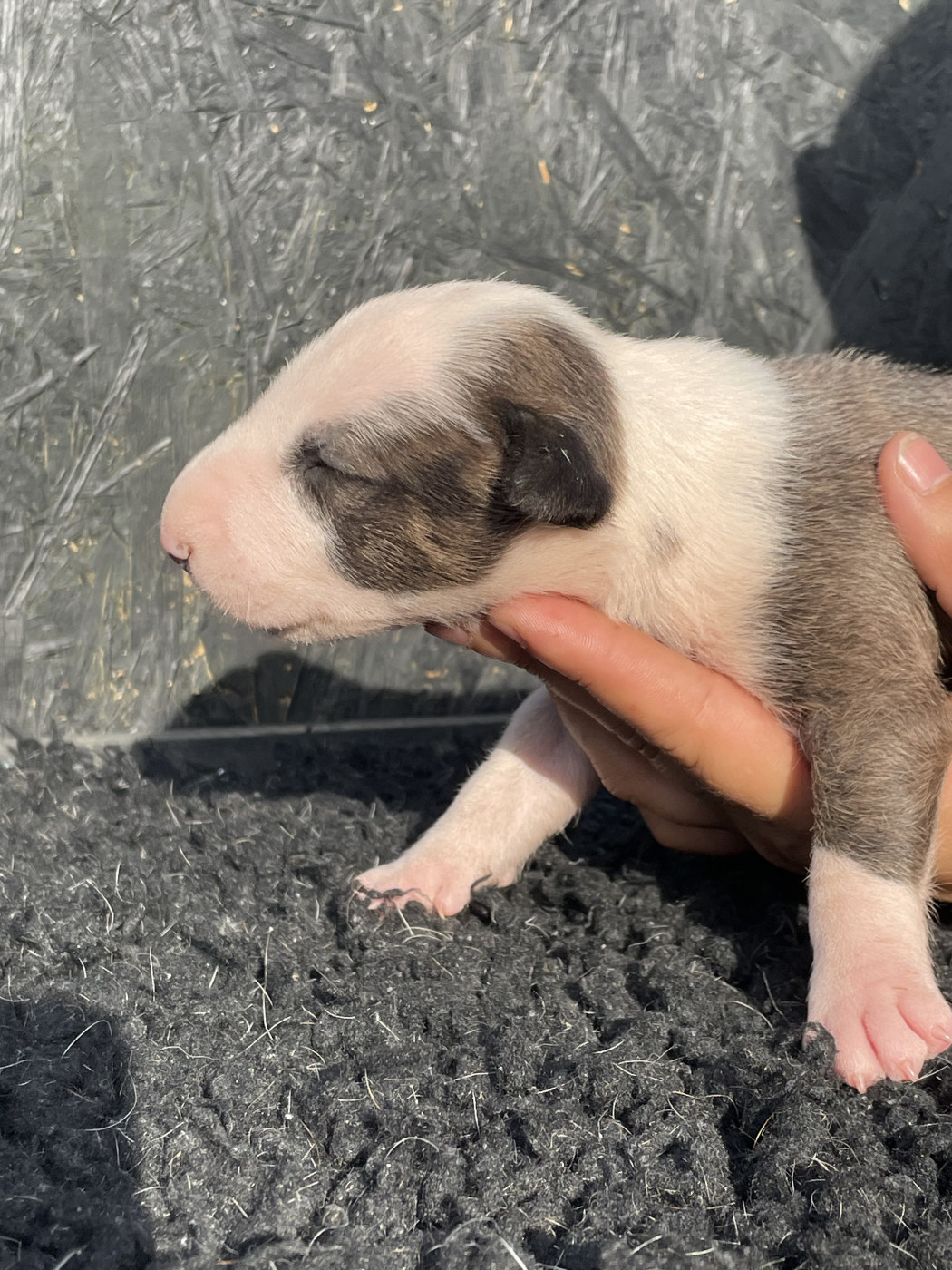 chuckson's - Chiots disponibles - Bull Terrier