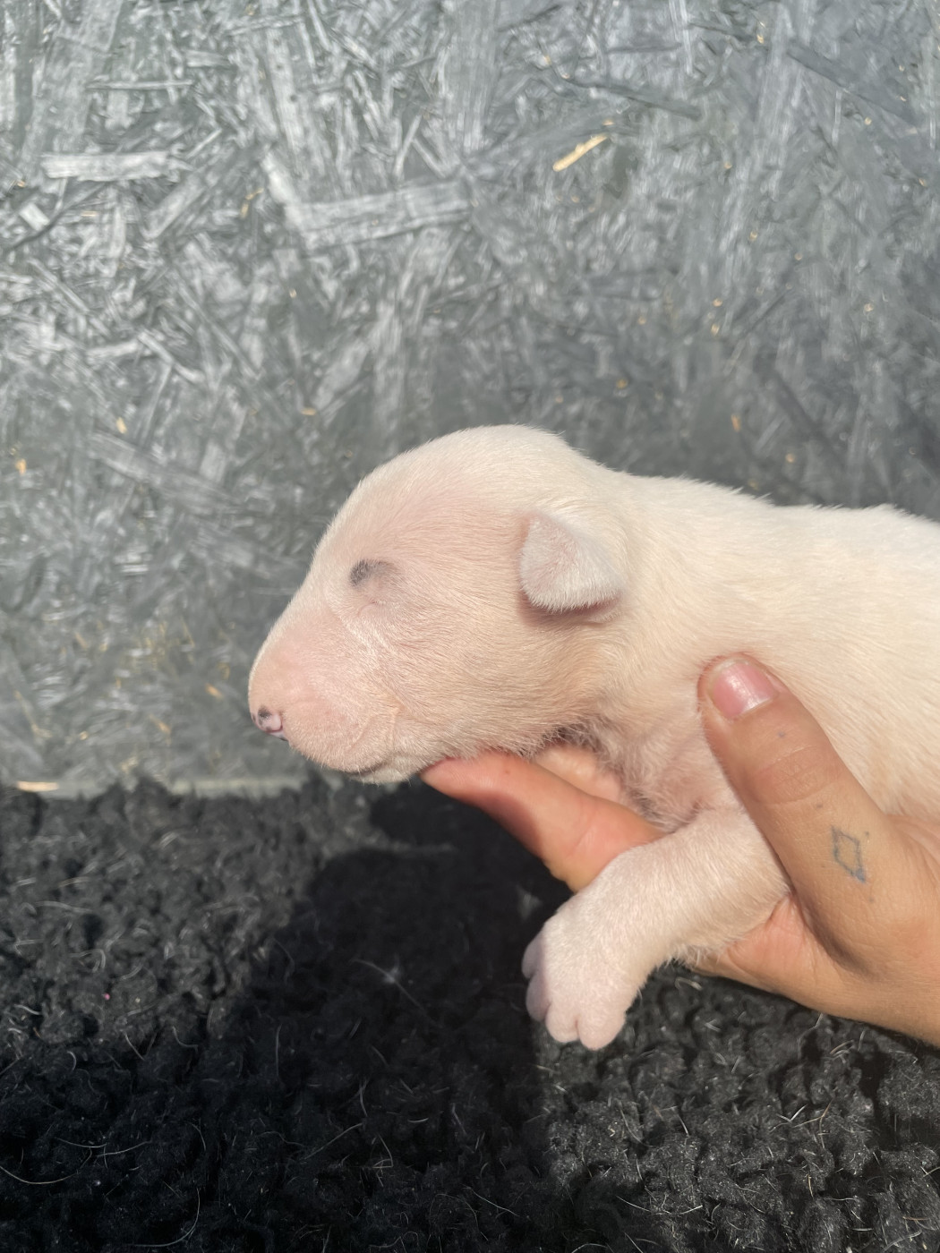 chuckson's - Chiots disponibles - Bull Terrier
