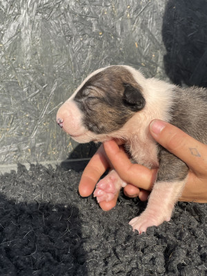 Chiot N°2