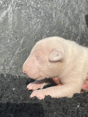 Chiot N°4